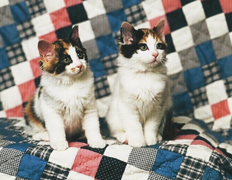 Two Calico Kittens — White, Calm, Photograph, Quilt