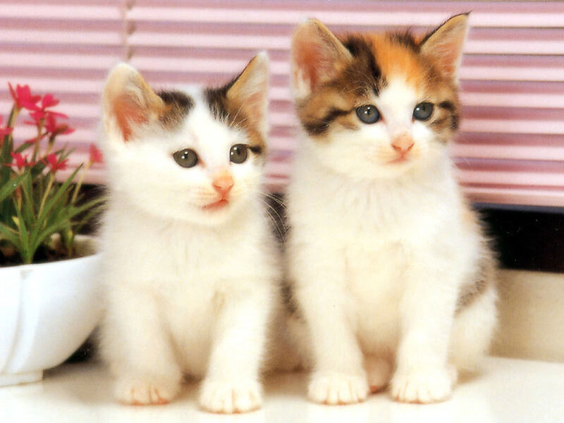 Two Calico Kittens — White, Calm, Photograph
