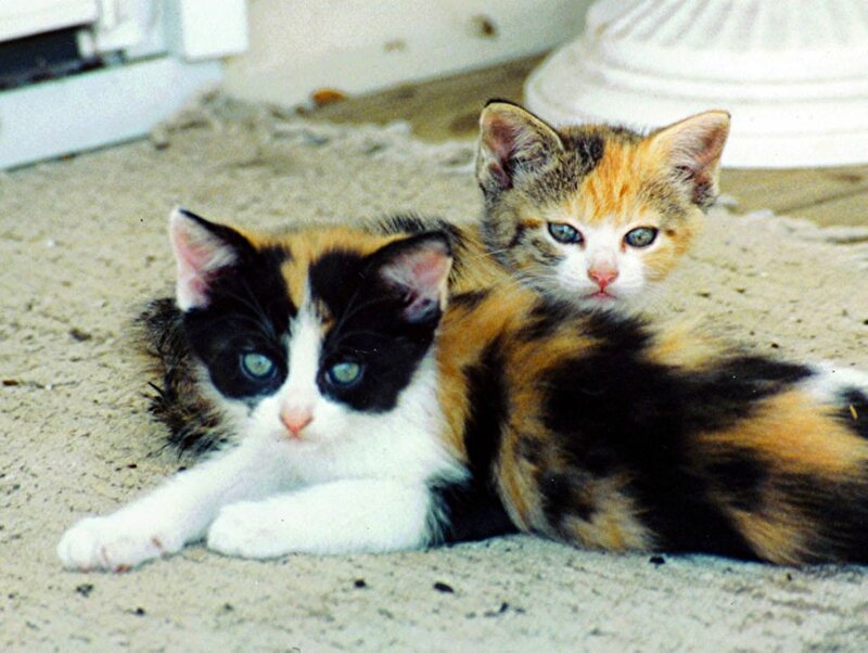 Two Calico Kittens — White, Calm
