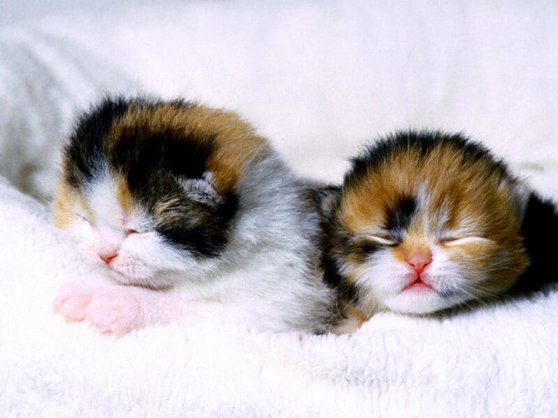 Two Calico Kittens — White, Peaceful, Photograph, Blanket, Brown