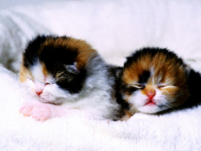 Two Calico Kittens — White, Peaceful, Photograph, Blanket