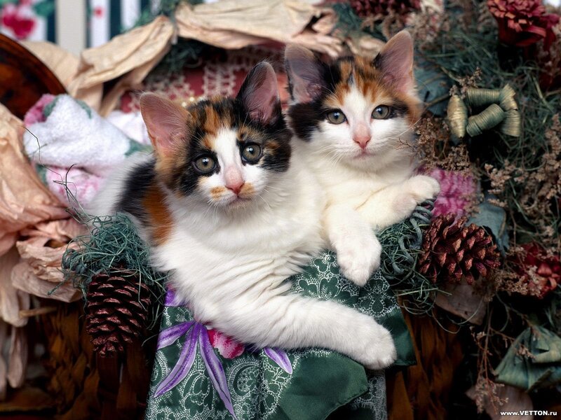 Two Calico Kittens — White