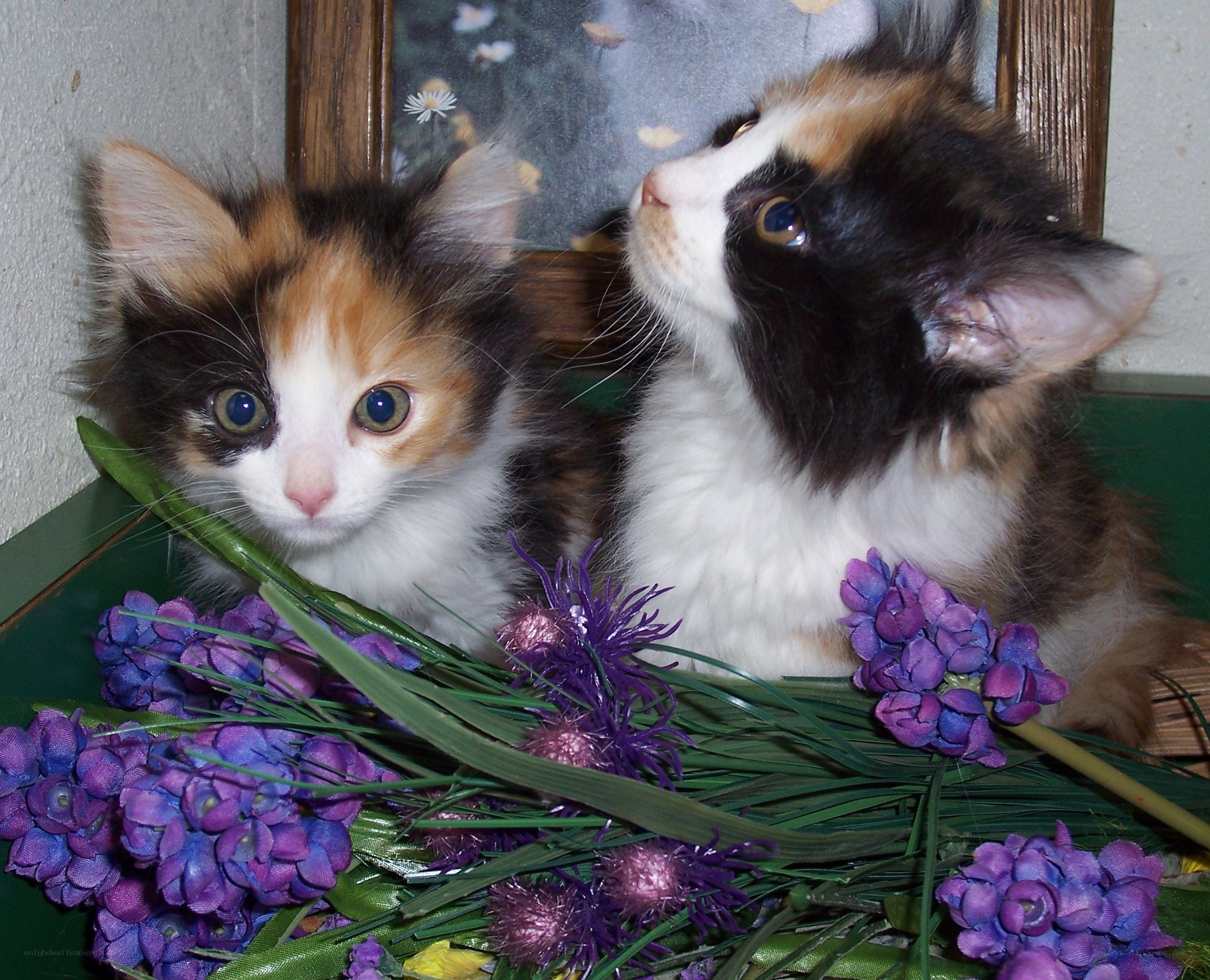 Two calico kittens with flowers