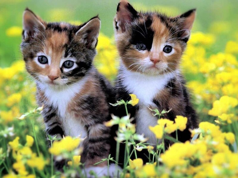 Two Calico Kittens — Yellow, Calm