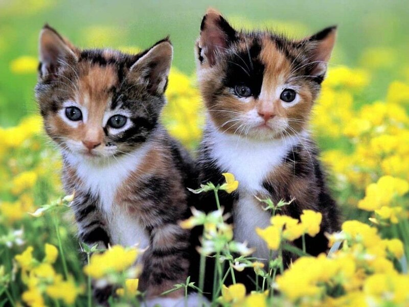 Two Calico Kittens — Yellow