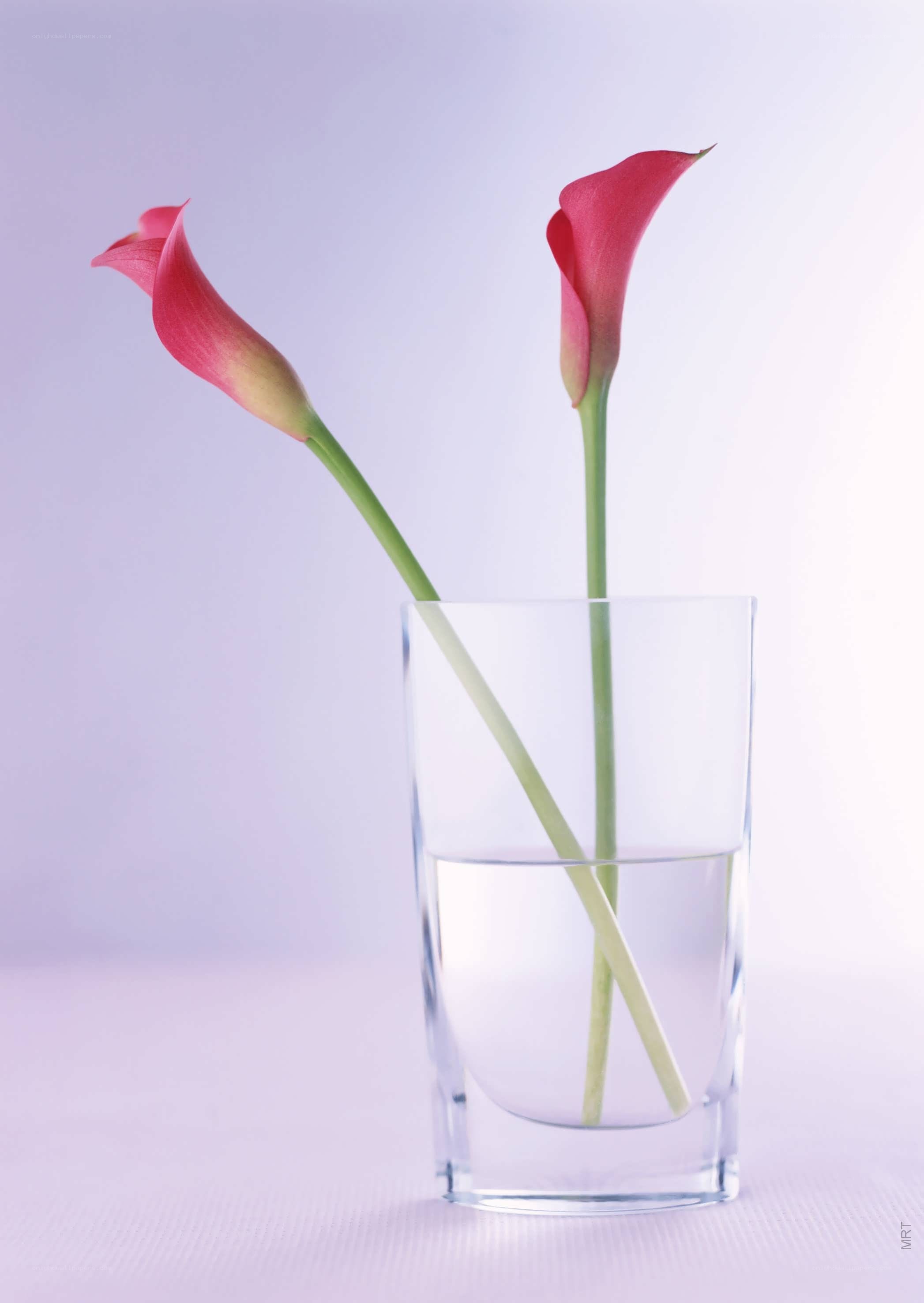 Two calla lilies in a glass