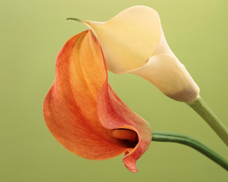 Two Calla Lilies