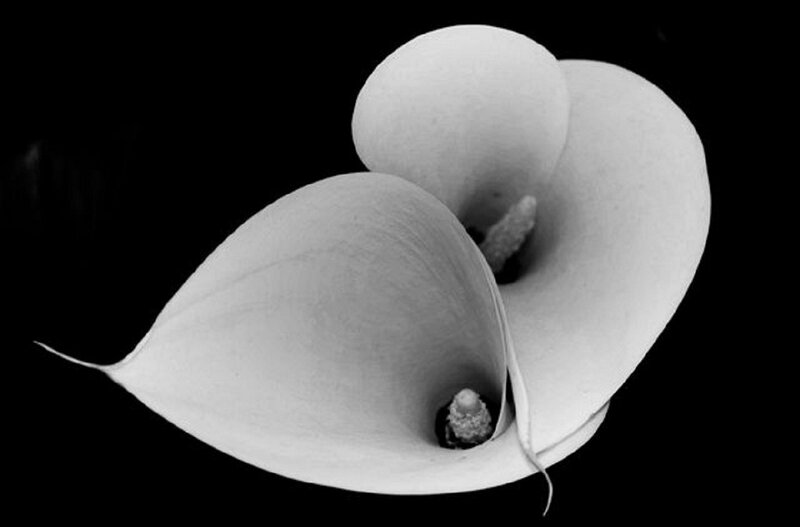Two Calla Lilies — White