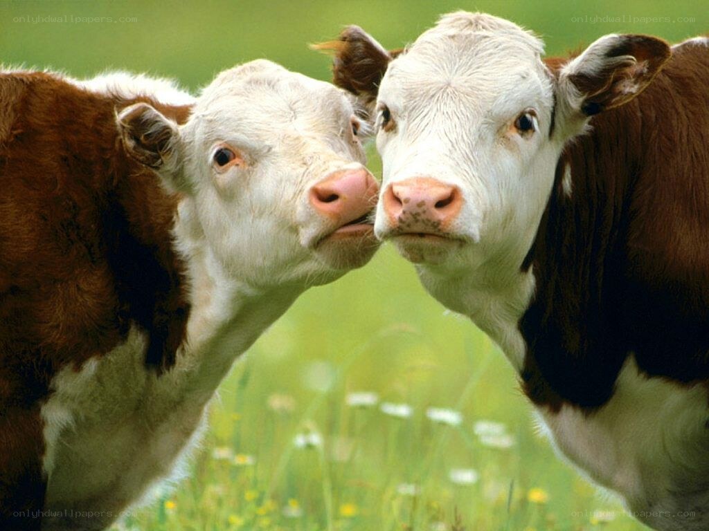 Two calves in a field
