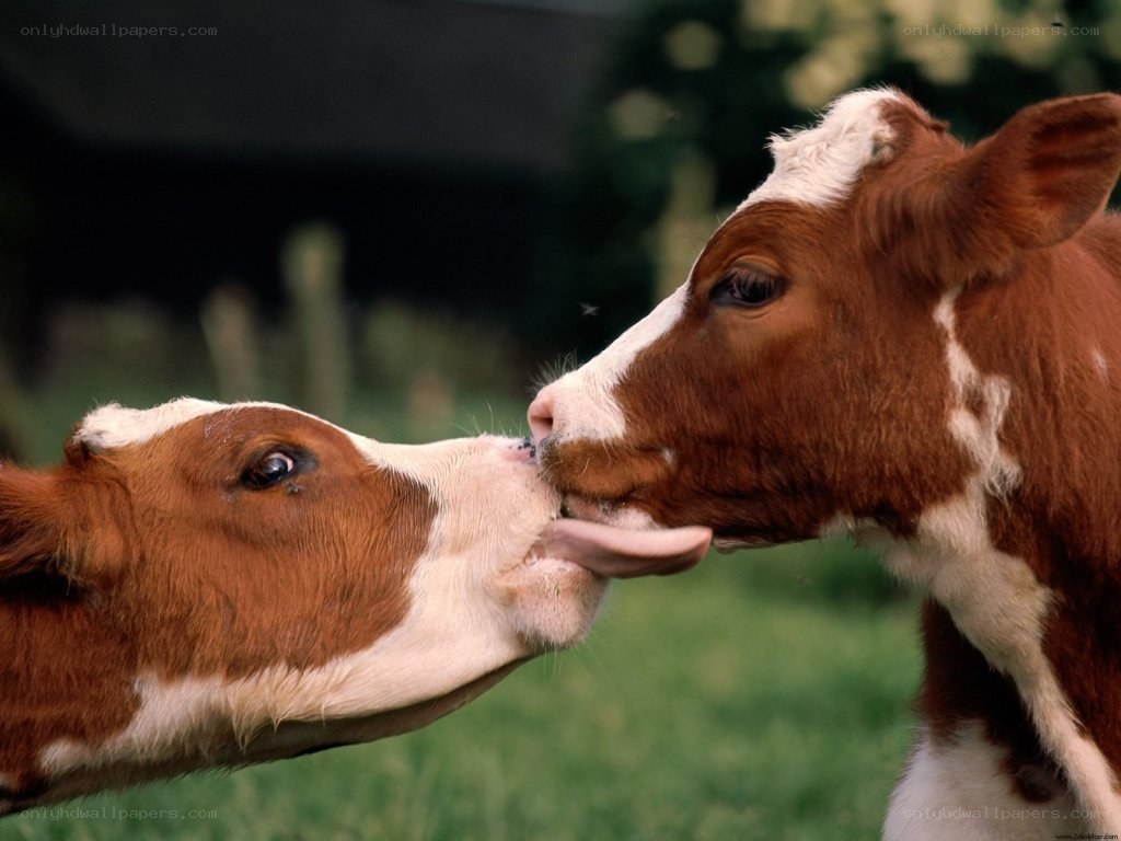 Two calves licking each other
