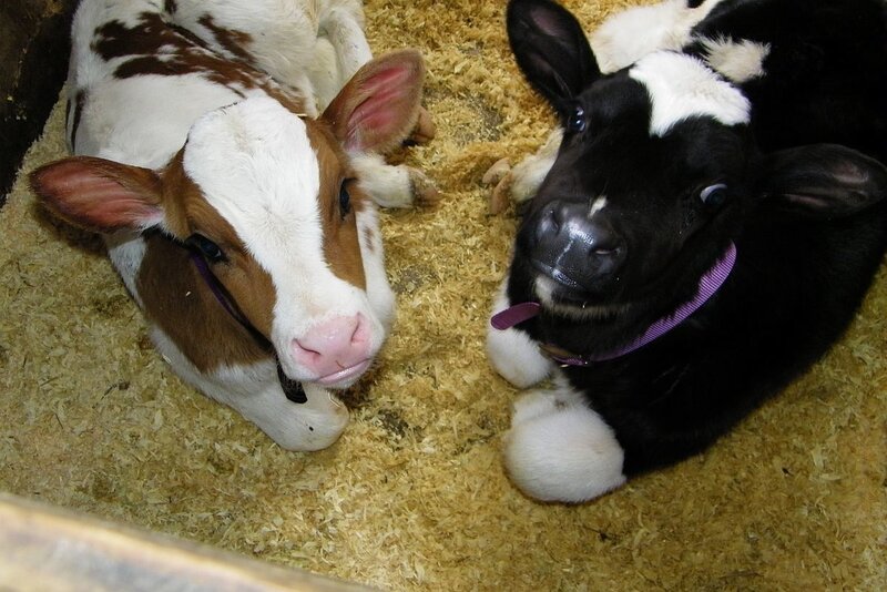 Two calves lying on wood shavings