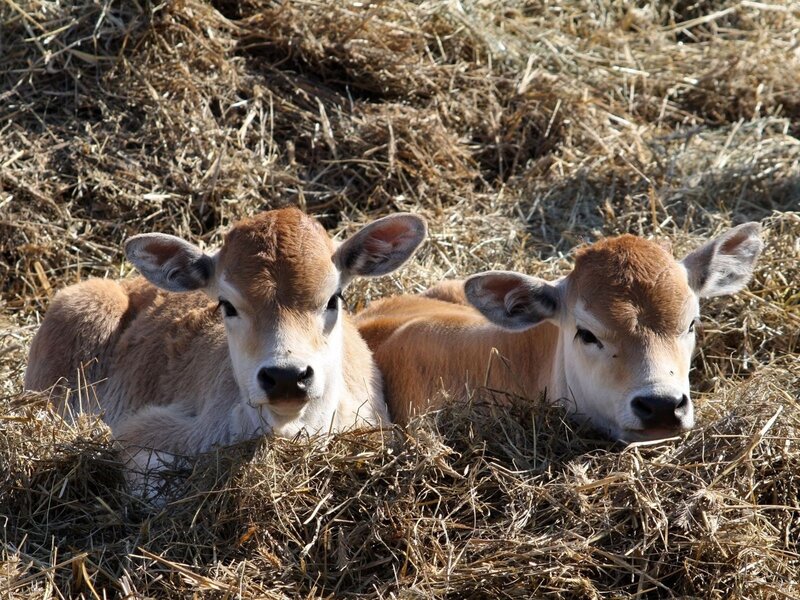 Two calves resting in hay