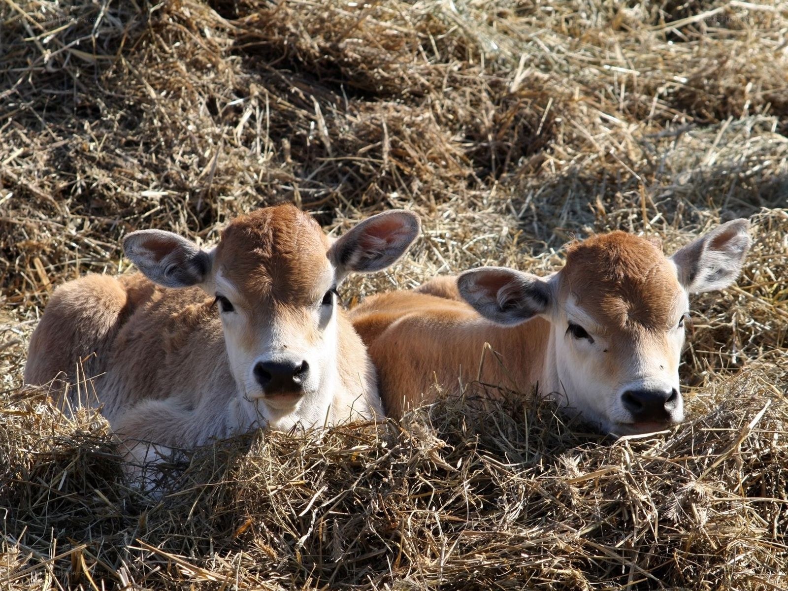 Two calves resting in hay