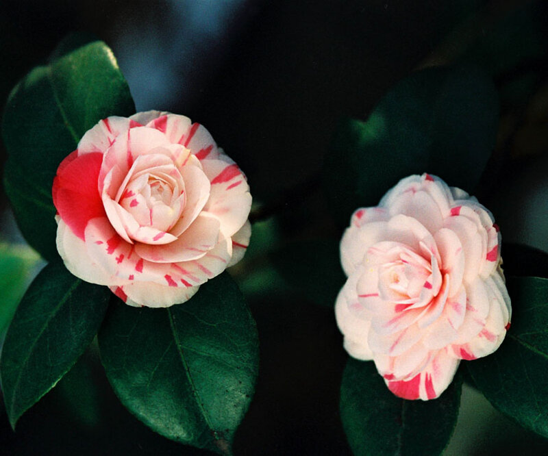 Two Camellia Flowers