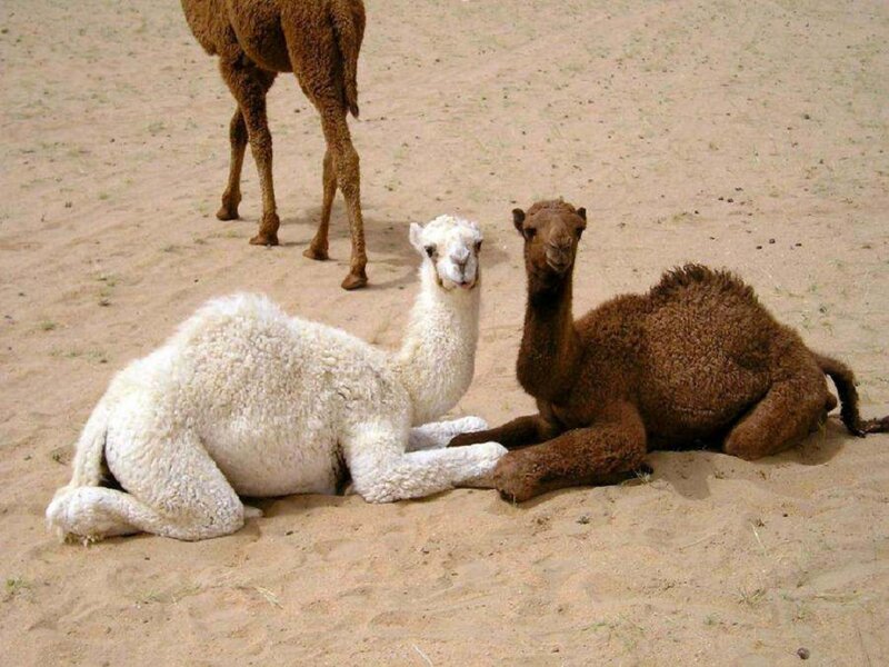 Two Camels and One Standing