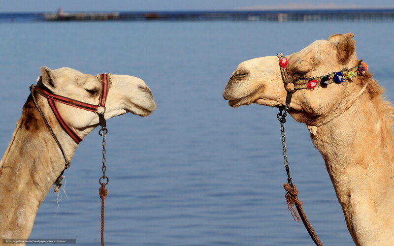Two camels facing each other