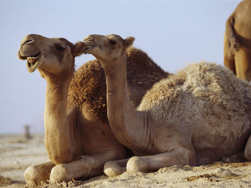 Two Camels in Desert — Brown, Calm