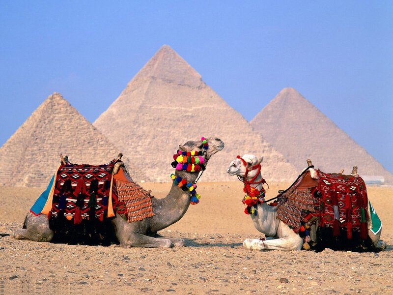 Two Camels in Desert — Brown, Serene