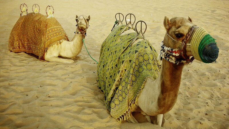 Two camels in desert