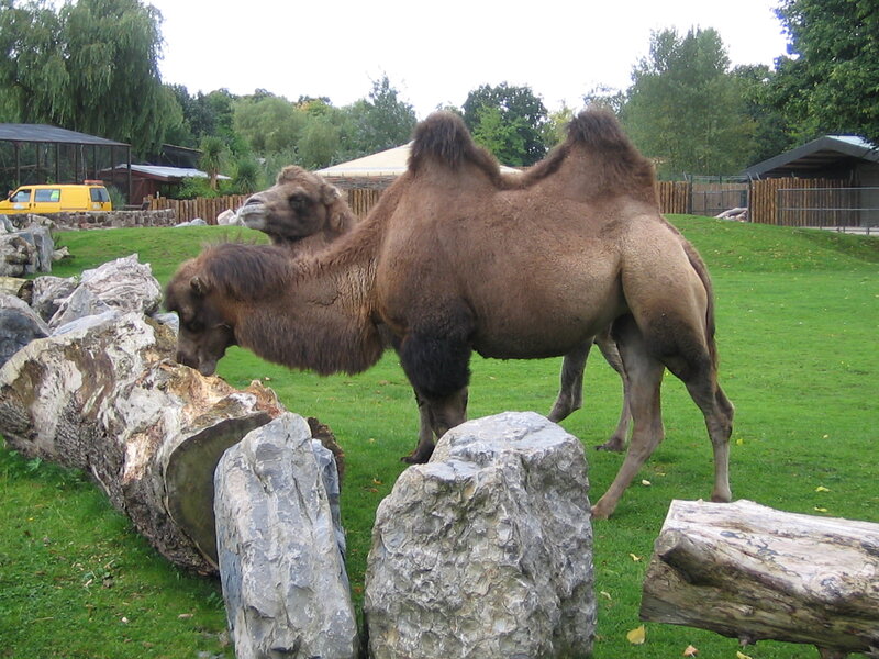 Two Camels in Enclosure — Green