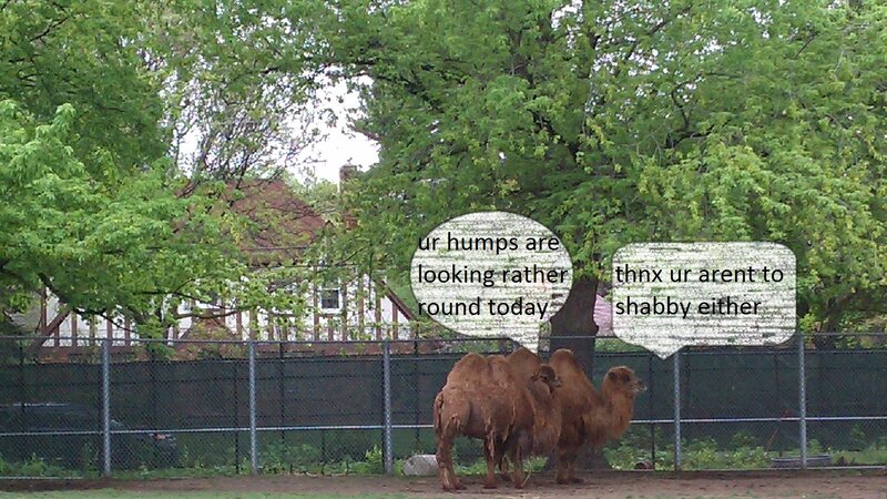 Two Camels in Enclosure