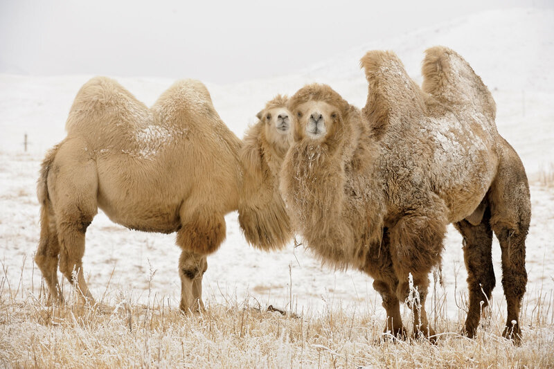 Two Camels in Snow