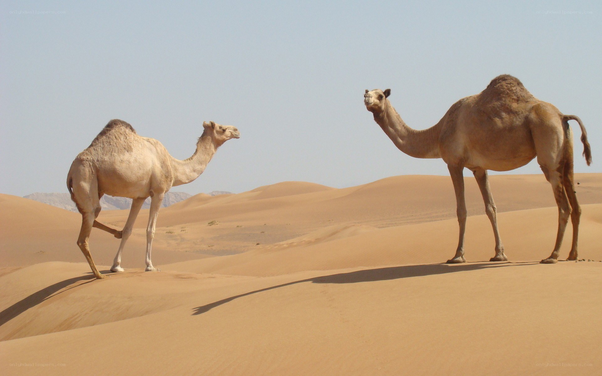 Two camels in the desert