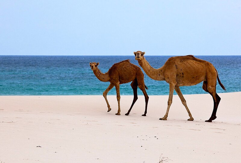 Two Camels on Beach