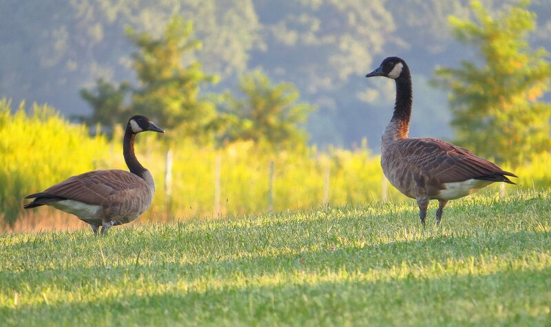 Two Canada Geese — Green, Serene