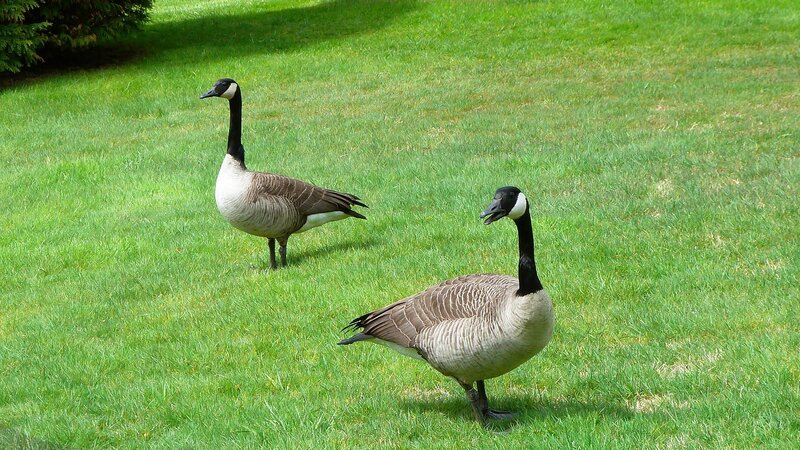 Two Canada Geese — Green