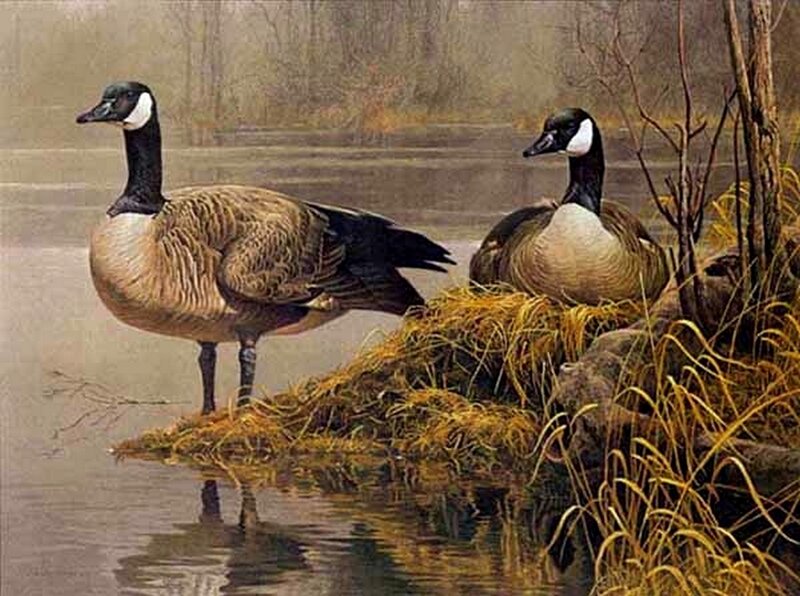 Two Canada Geese