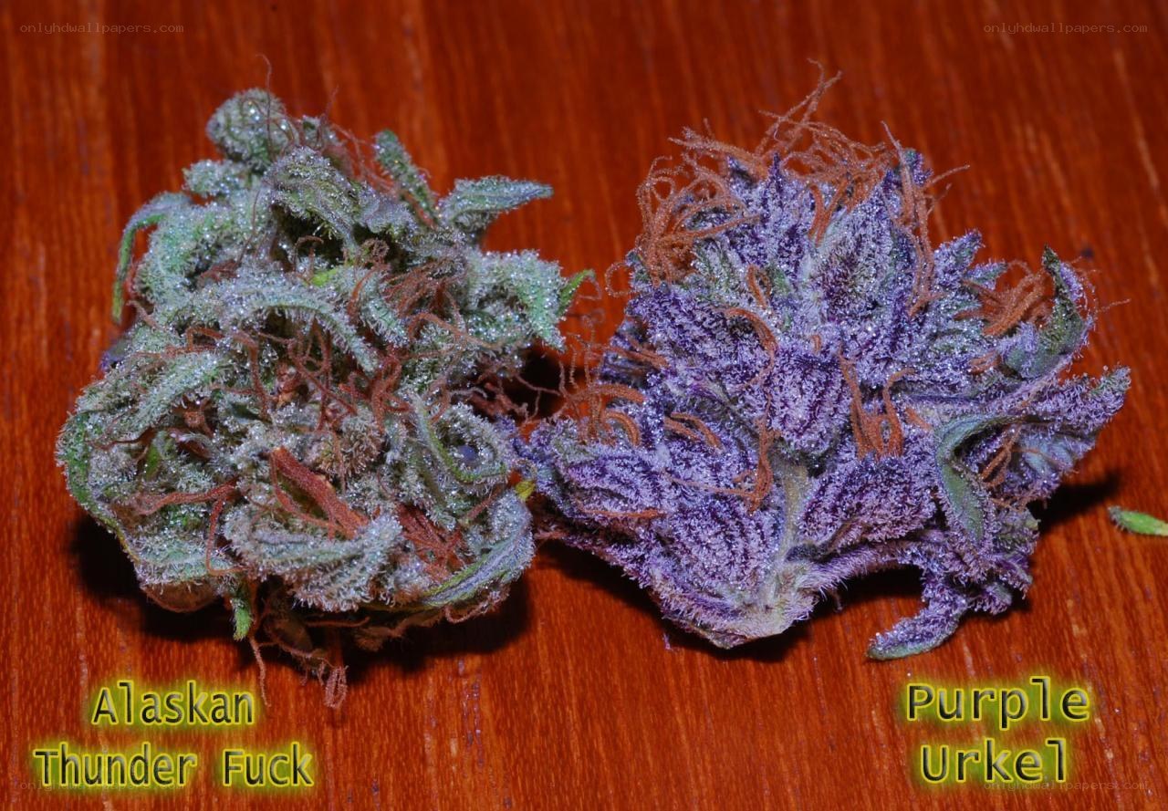 Two cannabis buds on wood