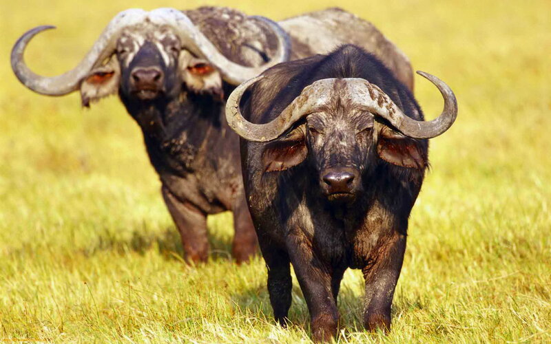 Two Cape Buffalo