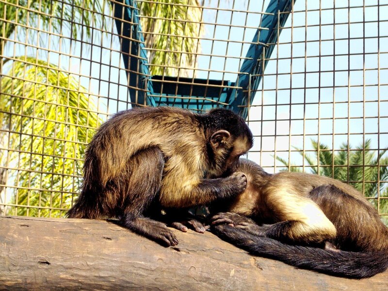 Two Capuchin Monkeys — Brown