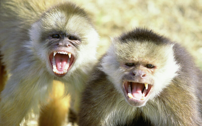 Two Capuchin Monkeys
