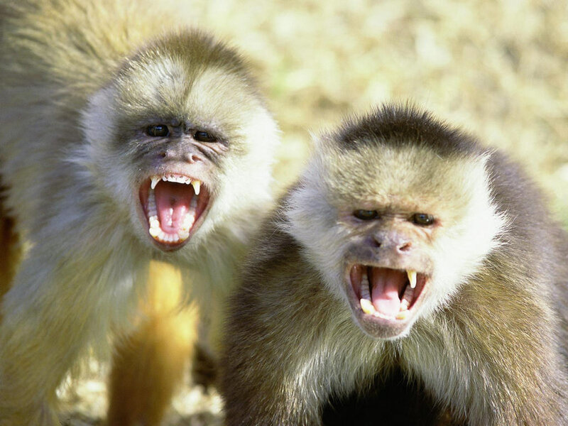 Two capuchin monkeys with open mouths