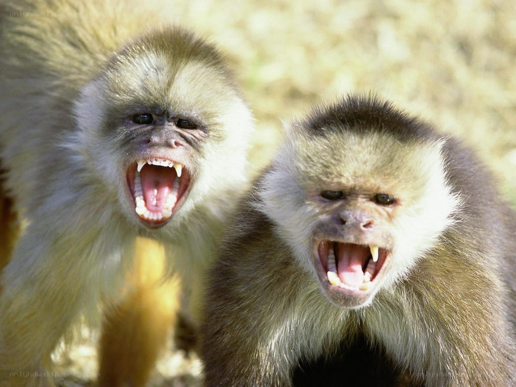 Two capuchin monkeys with open mouths