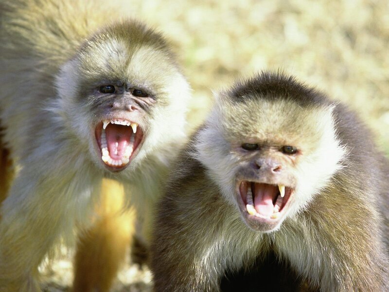 two capuchin monkeys yawning