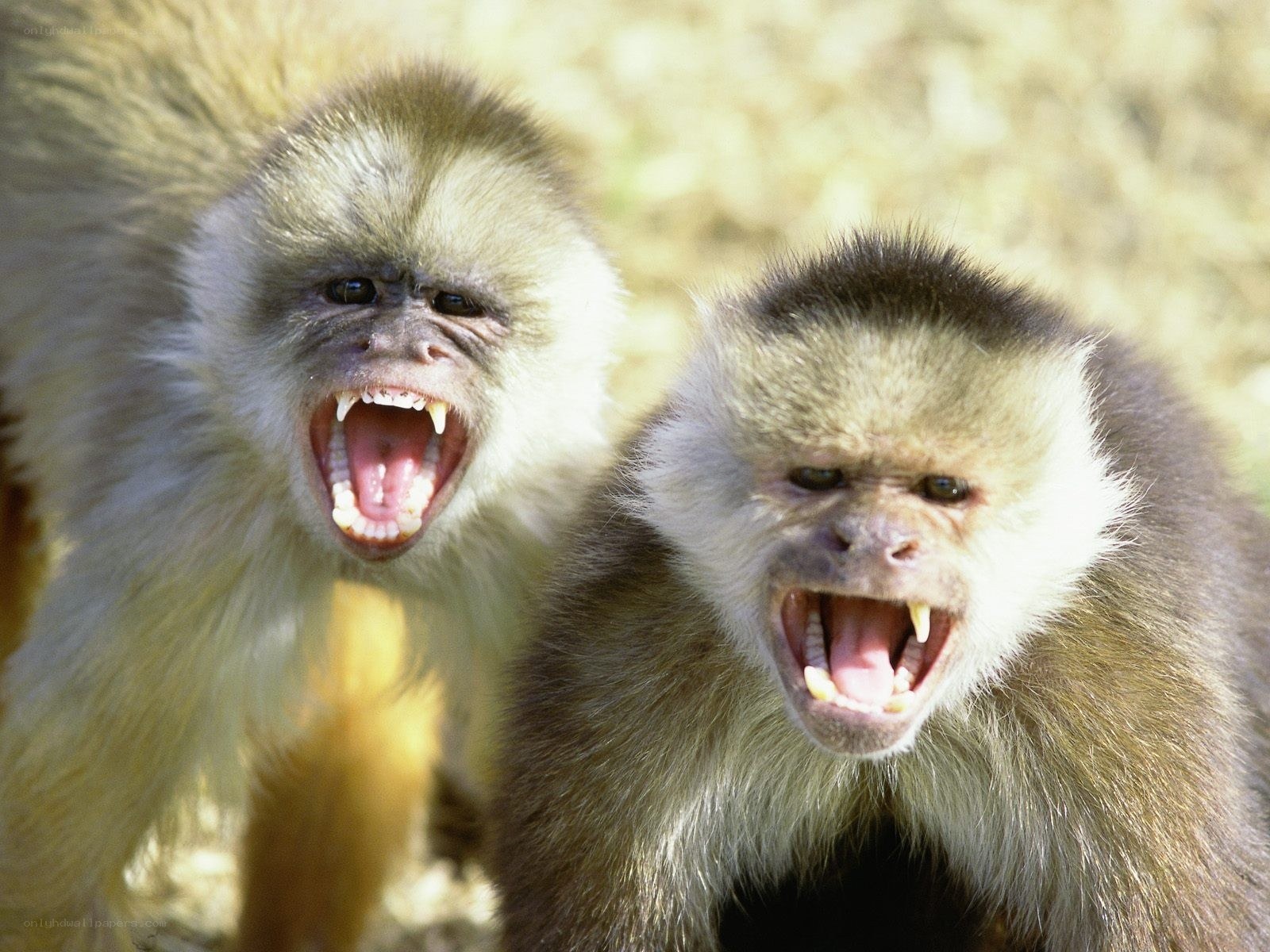 two capuchin monkeys yawning