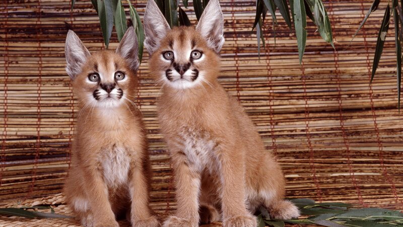 Two Caracal Kittens — Brown, Calm, Photograph
