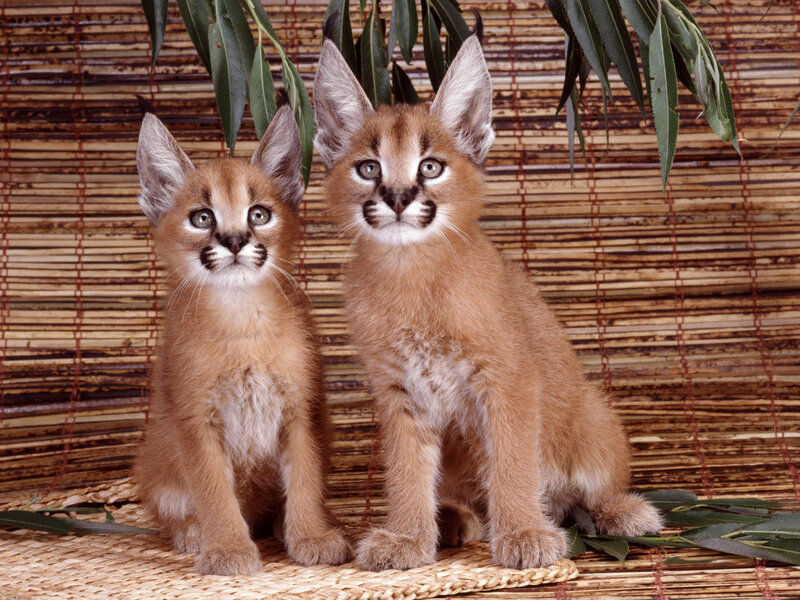 Two Caracal Kittens — Brown, Calm