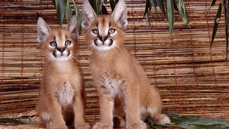 Two Caracal Kittens — Brown