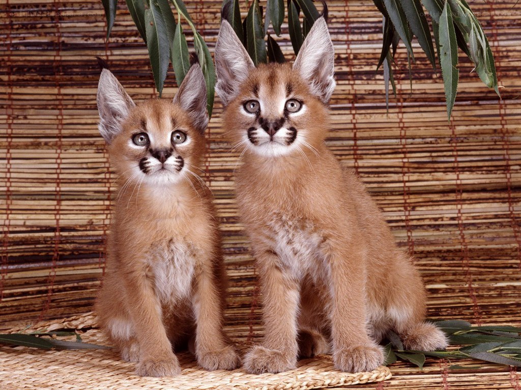 Two caracal kittens sitting