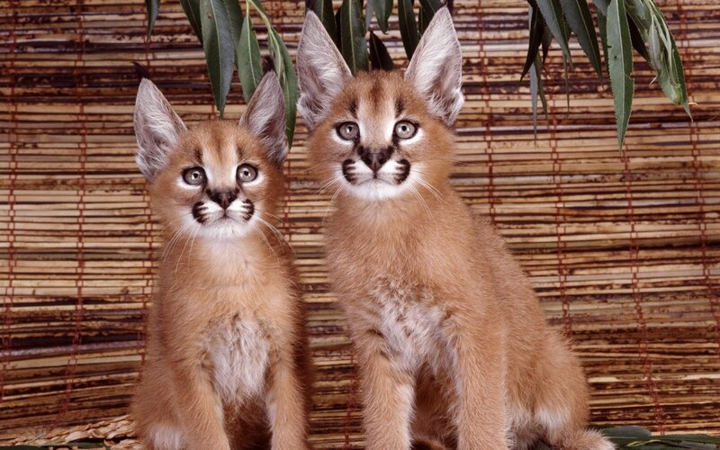 Two Caracal Kittens