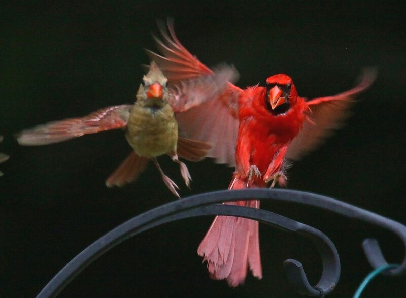 Two Cardinals in Flight