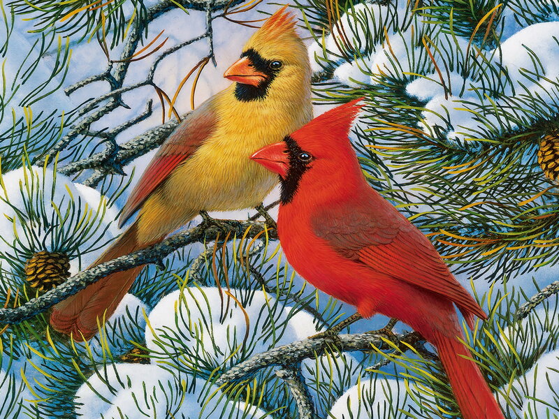 Two Cardinals in Snow — Red, Calm