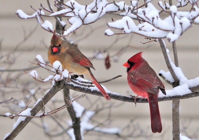 Two Cardinals in Snow — Red