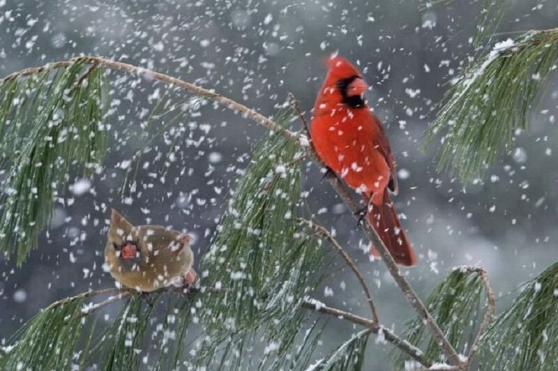 Two Cardinals in Snow