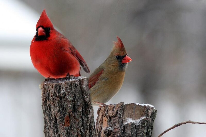 Two Cardinals on a Stump