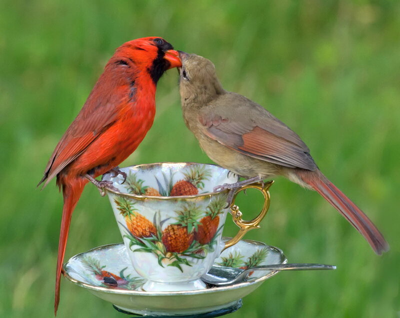 Two Cardinals on a Teacup